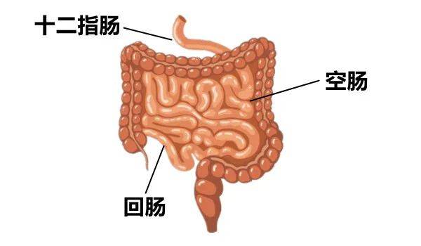 食物经过幽门,进入小肠,小肠一共分为三个部分,分别叫十二指肠,空肠和