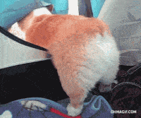 图片|柯基有三宝, 短腿、翘臀和扭腰!