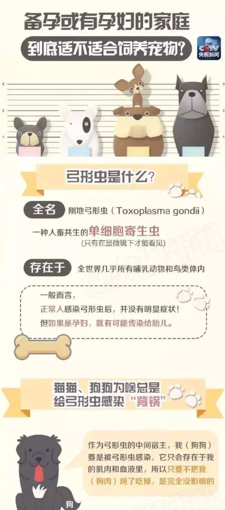 因为|还在说怀孕不能养狗？这两只柯基都进产房陪产啦