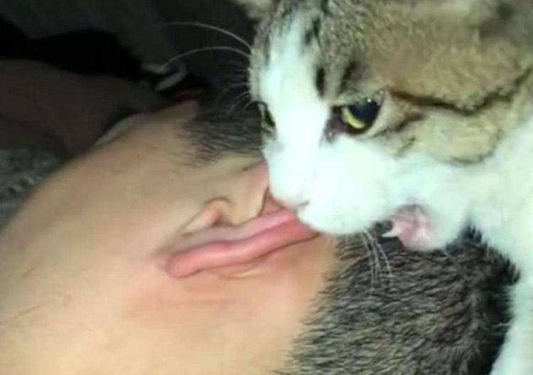 可以咬猫咪的耳朵吗 a9149f12f70247f489b0bbc92b0a821f.jpeg