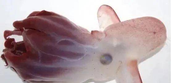 科学家在7000米深海发现新物种，外形呆萌可爱，起名字“小飞象”_生物