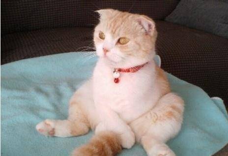 小猫咪可爱视频超萌喵星人 d50b31dcda924e84a14181a0de9abc51.jpeg