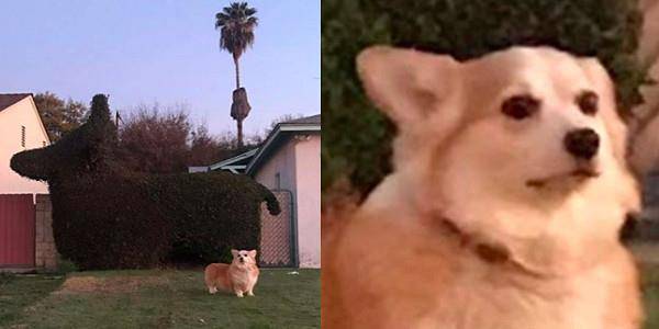 爱犬|邻居是爱犬狂粉「灌木丛剪成柯基」！　本尊合照飞机耳眼神颤抖