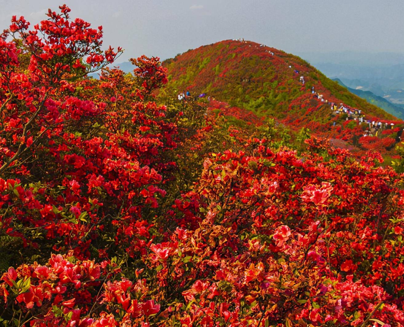 带着|清明假期出去玩,薇娅带火的这3款零食,可以带着吃,好吃又平价