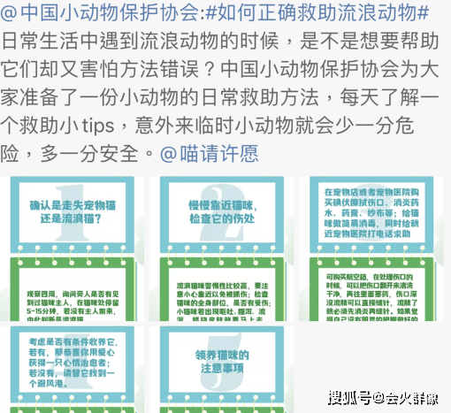 因为|一集就看到上头！猫咪和书店老板谈恋爱，甜宠剧又有新解法？