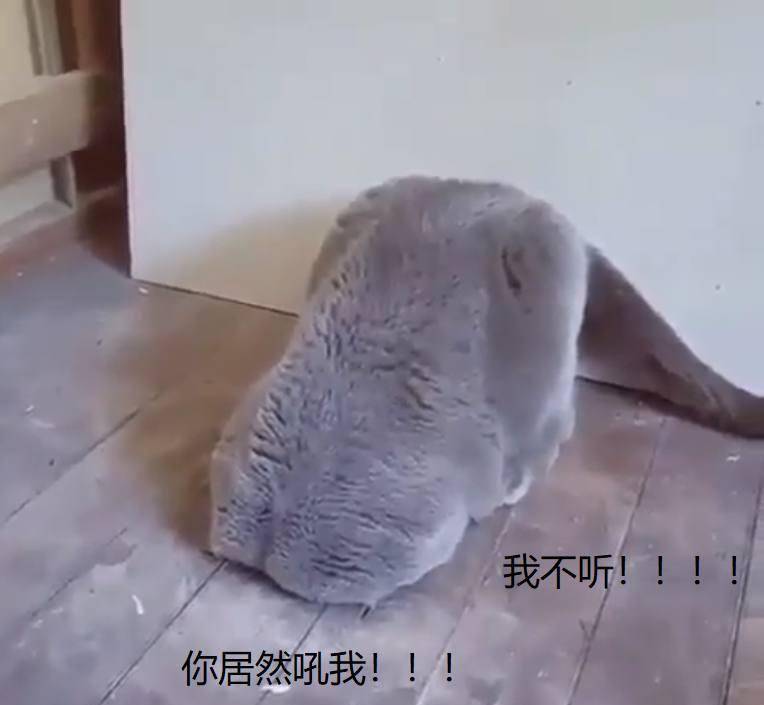掌上明珠|蓝猫和加菲猫争宠被训, 担心它想不开, 偷偷跟踪后没忍住笑出声