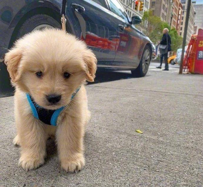 摸头|柯基当街被打，下一个动作让人泪目