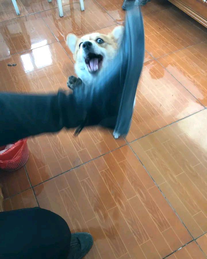 锻炼|网友经常锻炼柯基直立，现在它睡觉都不躺着，这睡姿真辛苦