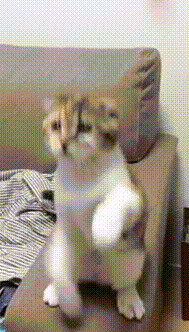0a4e8ced8b63411b809c7e2f9342b603.gif