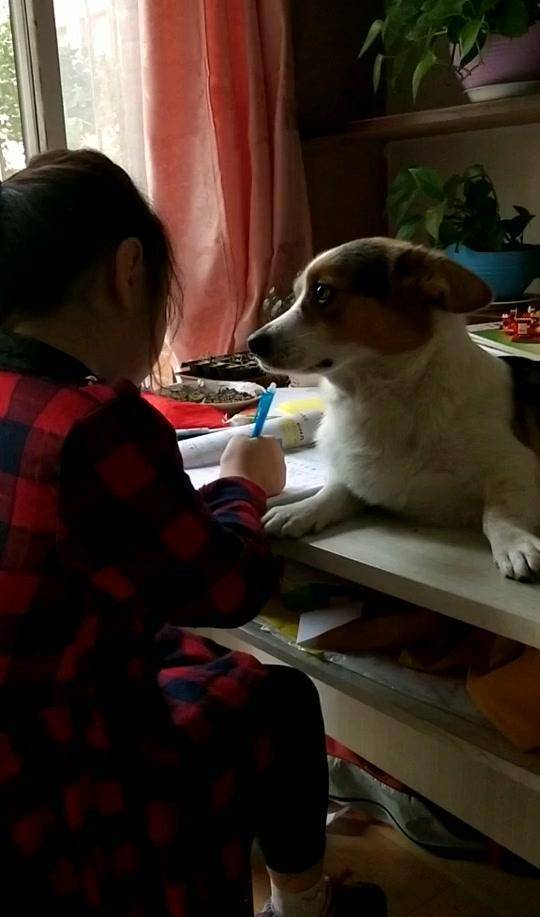 回医生|自从有了柯基监督女儿写作业, 我的身体好多了, 血压再也不高了