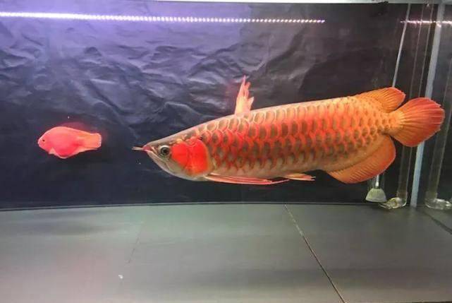 怎么养鱼才不变颜色 2dc606ce8e01416e8e48b1a4e538aeab.jpeg