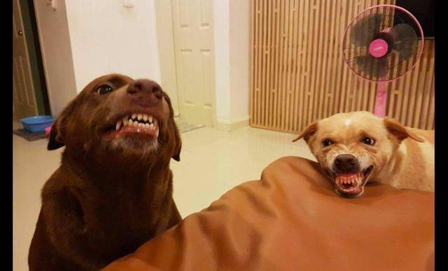 方而已|主人刚拿出零食, 两只狗就开始龇牙咧嘴吓对方了, 眼神里都是戏!