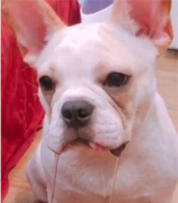 水柱|主人拿出零食晃悠, 就是不给吃后, 狗子的表情亮了!