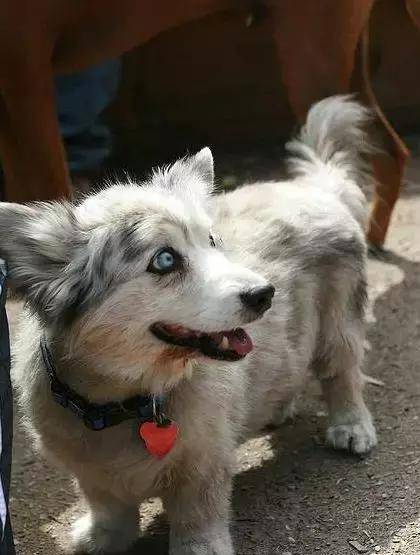 马尔济斯|确认过眼神, 是亲生儿子没有错!