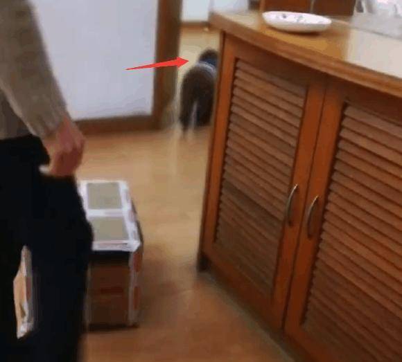 因为|桌上的早餐老是不翼而飞, 直到放了个监控拍下这幕, 主人懵了!