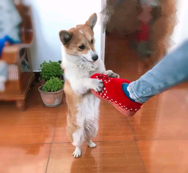 锻炼|网友经常锻炼柯基直立，现在它睡觉都不躺着，这睡姿真辛苦