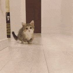 猫咪|腿长一米七，神似小柯基的短腿猫，打起架来无人能拦得住，好凶