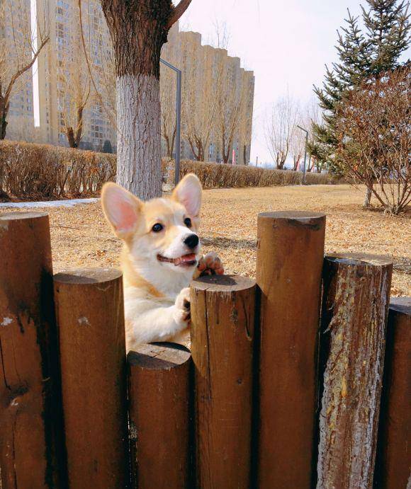 才会|网友带柯基出去玩，把它高兴坏了，笑的眼睛都“没”了