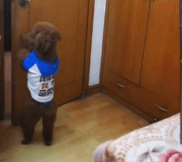 因为|桌上的早餐老是不翼而飞, 直到放了个监控拍下这幕, 主人懵了!