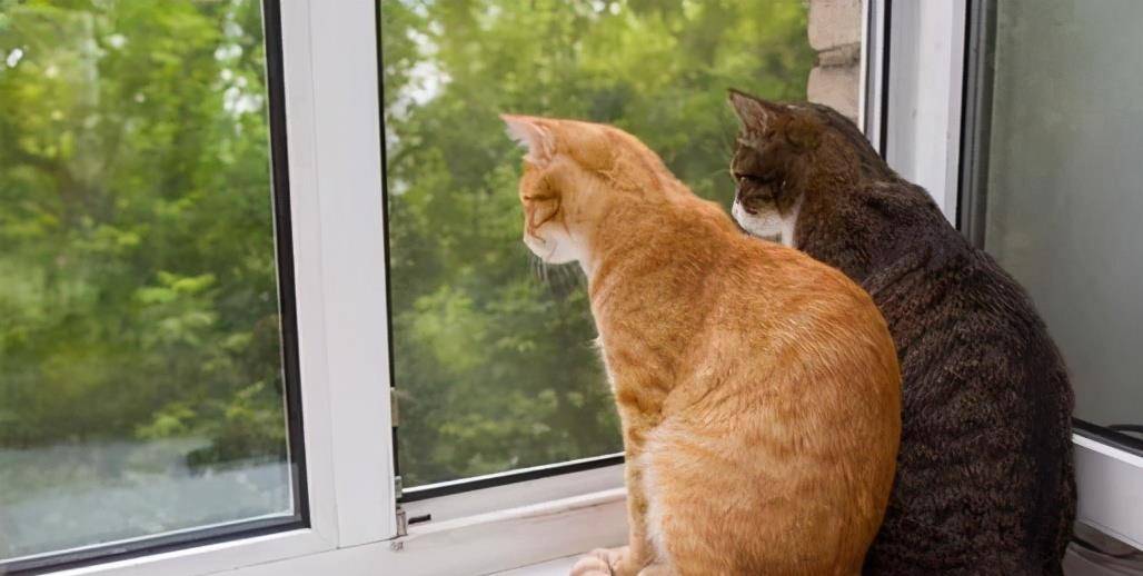 猫咪|兽医:别犯这些错误,就能让猫咪多活3年