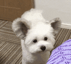 马尔济斯|确认过眼神, 是亲生儿子没有错!