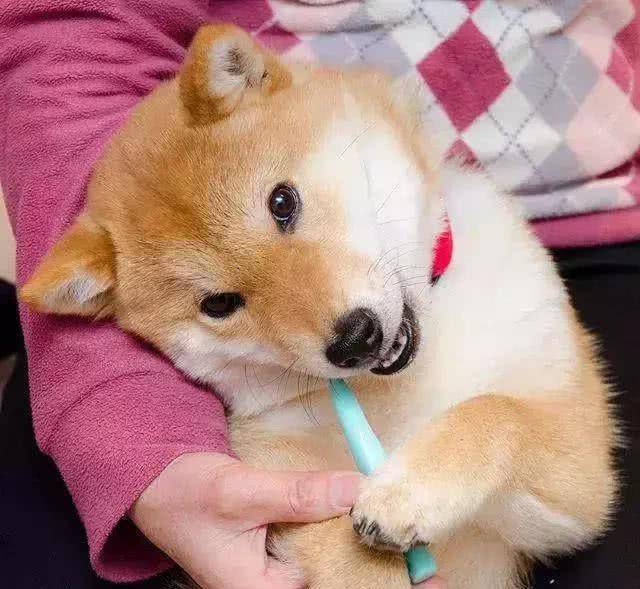 日本地震后人们悲痛，把柴犬照片放网上后，竟有改善心情效果？