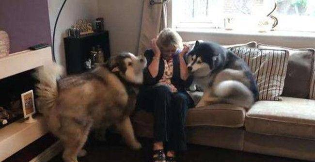 观点评论|爷爷奶奶大老远跑来看“胖孙子”,结果2只阿拉不买账:空手来?