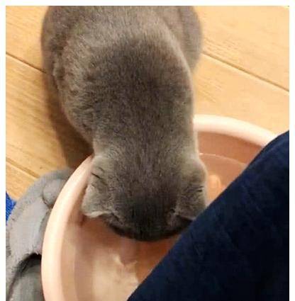 因为|洗脚时发现蓝猫在喝水，觉得奇怪，看清楚它的表情后，瞬间笑翻了