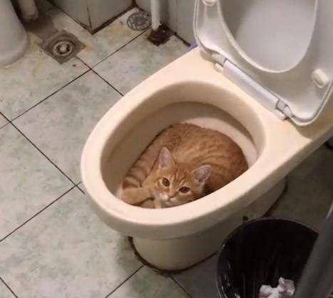 主人回家找不到猫主子,跑去厕所一看,眼前的一幕让人好气又好笑 主人回家找不到猫主子,跑去厕所一看,眼前的一幕让人好气又好笑