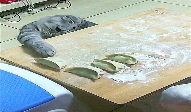 猫咪为了偷吃饺子，掩耳盗铃都用上了