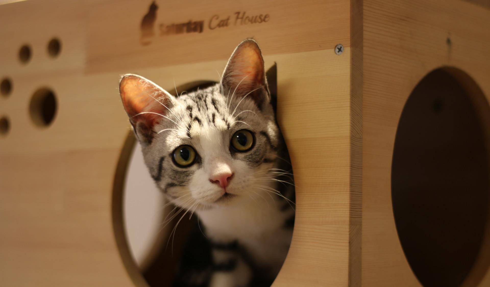 想知道猫猫在想什么?猫的语言字典请接收 想知道猫猫在想什么?猫的语言字典请接收
