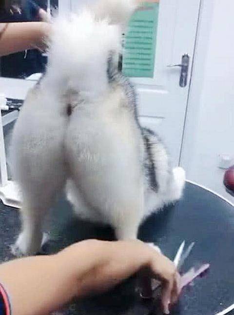 女子带二哈去剪毛，剪到后面时，二哈的举动让她想不到