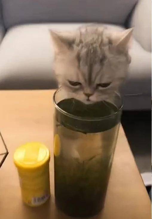 回家看见猫咪，以为它在偷喝茶，仔细一看笑喷