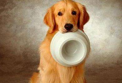 怎么看小狗狗聪不聪明呢 4c5e91571ed145e982022dd62a8548ef.jpeg