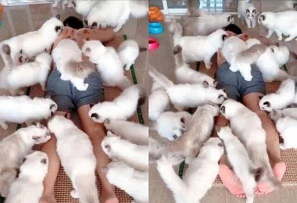 布偶猫意外怀孕,主人每天愁坏了,3个月后小猫出生才知道赚大了! 布偶猫意外怀孕,主人每天愁坏了,3个月后小猫出生才知道赚大了!