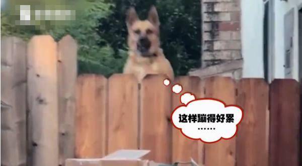 狗狗聽到鄰居家有動靜, 秒變跳躍的「袋鼠」: 帶我一起玩唄 萌趣萌寵 第2张