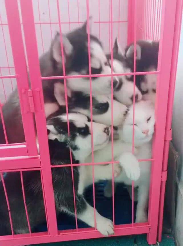 一堆哈士奇跟猫关在笼子里,场面让人哭笑不得,喵:快放我出去 一堆哈士奇跟猫关在笼子里,场面让人哭笑不得,喵:快放我出去