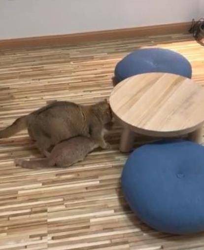 一孕傻三年?猫妈妈以为自己已生产,叼着小猫四处晃悠 一孕傻三年?猫妈妈以为自己已生产,叼着小猫四处晃悠