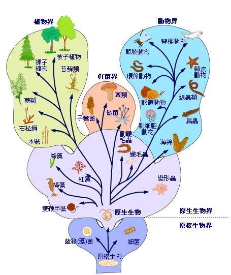 比大熊猫还珍稀的极危植物 归来 网友 我家乡到处都是 请您慎重发言 分类学