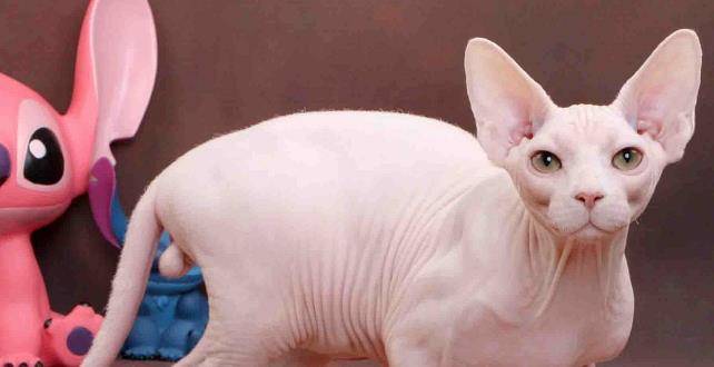 因为|最丑猫咪排行榜加菲猫也入选了，认真的吗？看完刷新世界观