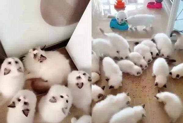 布偶猫意外怀孕,主人每天愁坏了,3个月后小猫出生才知道赚大了! 布偶猫意外怀孕,主人每天愁坏了,3个月后小猫出生才知道赚大了!