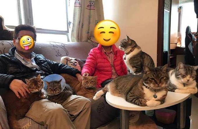 家里猫太多,主人吐槽连睡觉都难,看到猫咪的体型:你家有矿啊? 家里猫太多,主人吐槽连睡觉都难,看到猫咪的体型:你家有矿啊?