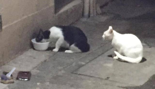流浪的猫咪,为流浪猫准备的猫粮,猫咪们会挑食