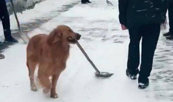 带金毛回老家，金毛迷上了扫雪，见人就递铁锹，笑哭主人