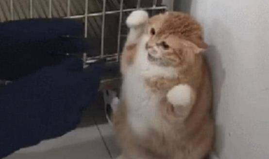 主人带猫咪做绝育,却遭医生婉言拒绝,知道原因后主人哭笑不得! 主人带猫咪做绝育,却遭医生婉言拒绝,知道原因后主人哭笑不得!
