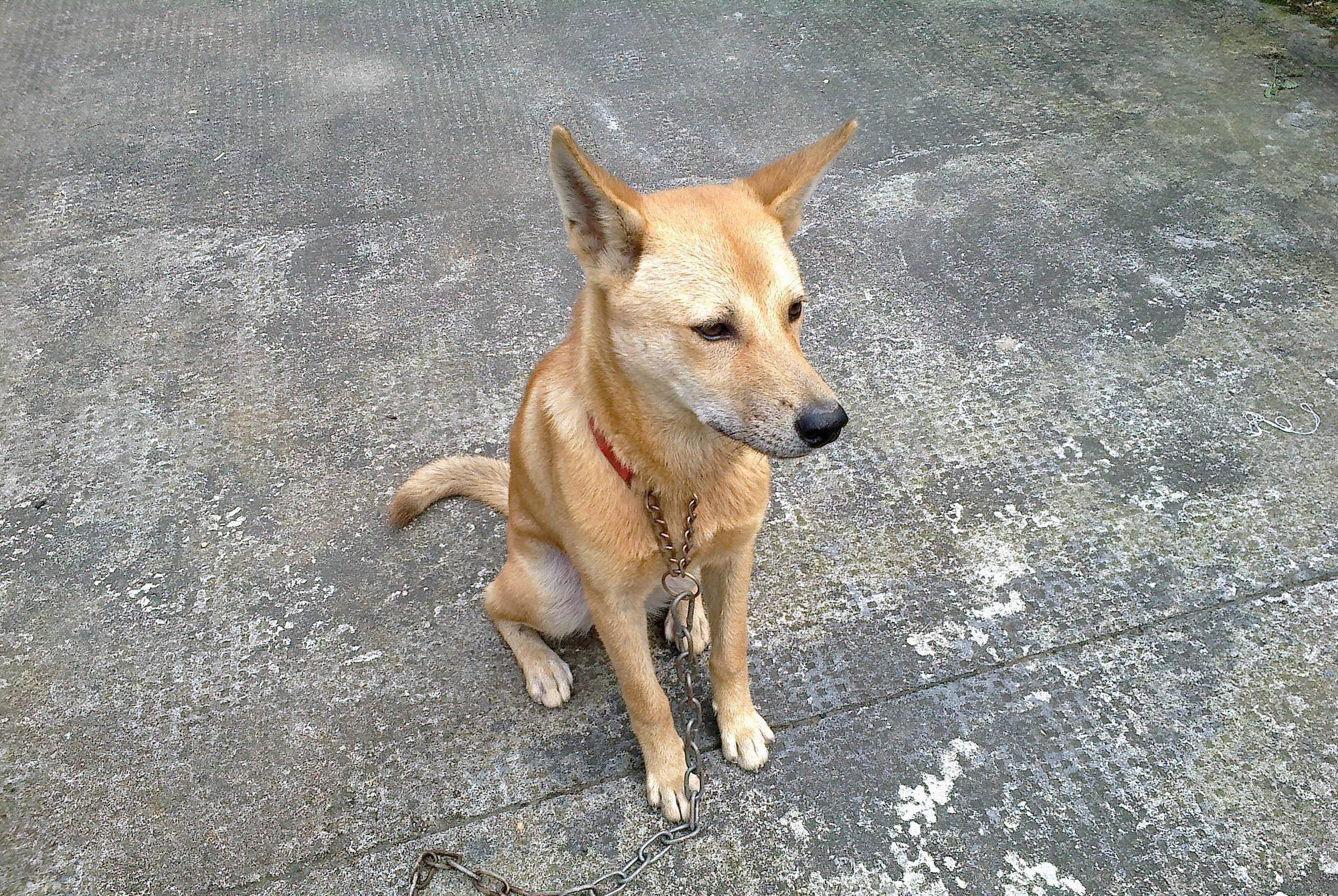 心生|女主吃零食不给狗狗吃，狗狗心生一计，随后做出的事情让主人恶心！