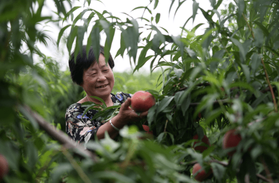 我县“平乡桃”示范基地千亩鲜桃采摘忙