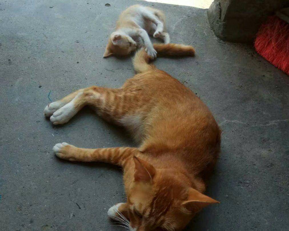 橘猫化身奶爸,实力宠娃,陪娃睡觉,看起来很温馨 橘猫化身奶爸,实力宠娃,陪娃睡觉,看起来很温馨