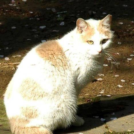 快来了解一下日本短尾猫的性格和特点 看你知道吗 美国军队