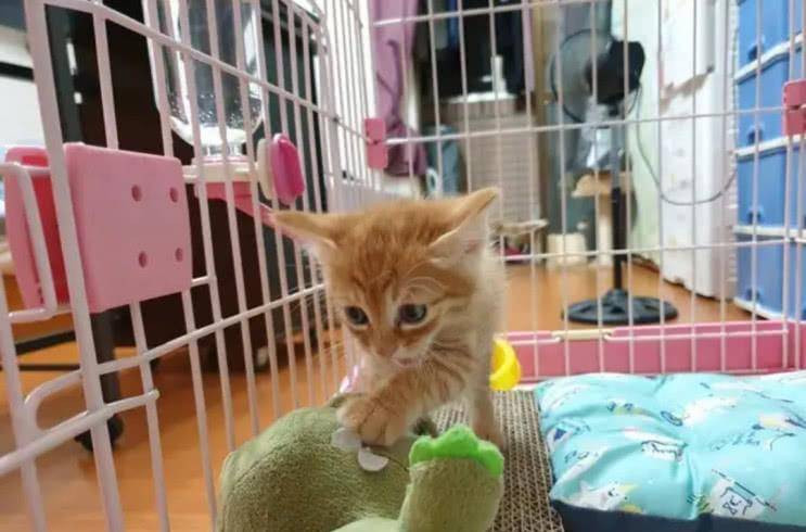 一听说要去打针,小橘猫吓得张大嘴巴,连身上的毛发都立起来了! 一听说要去打针,小橘猫吓得张大嘴巴,连身上的毛发都立起来了!